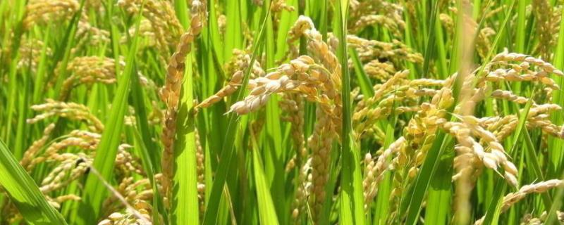 全两优鄂丰丝苗水稻品种简介，生育期132.2天
