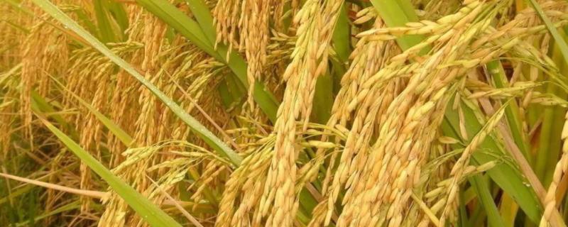 全两优18水稻品种的特性，中抗稻瘟病