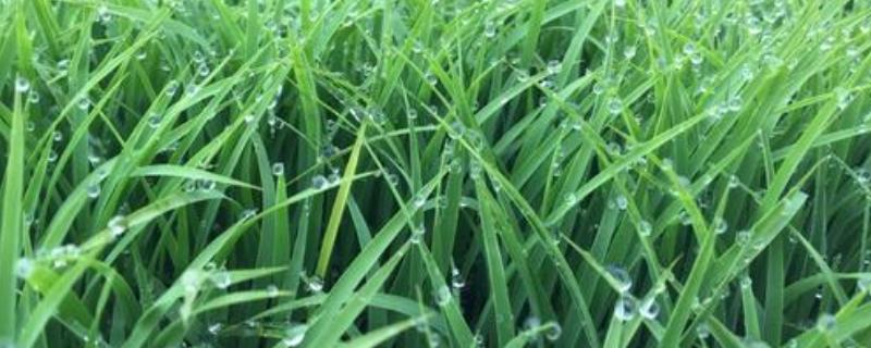 伍两优鄂莹丝苗水稻种简介，秧田亩播种量不超过15公斤