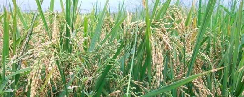甬优4919水稻种子特征特性，5月上中旬播种
