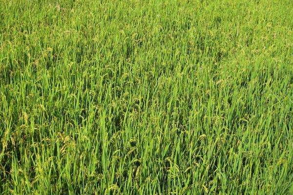 荃优425水稻种子简介，播种前宜用咪鲜胺浸种