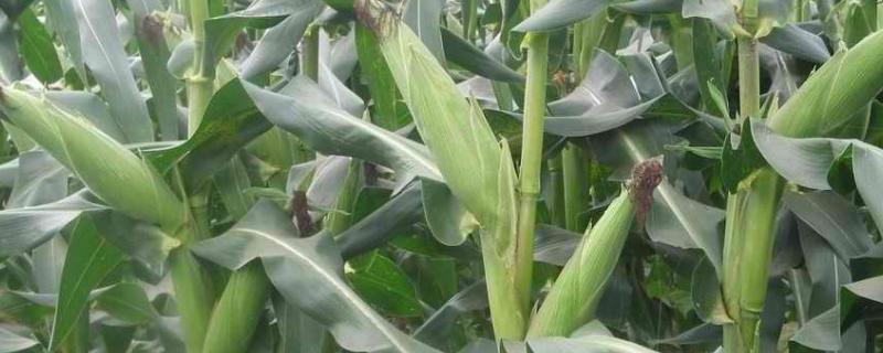 沣甜糯3号玉米种子简介，每亩种植3200-3500株
