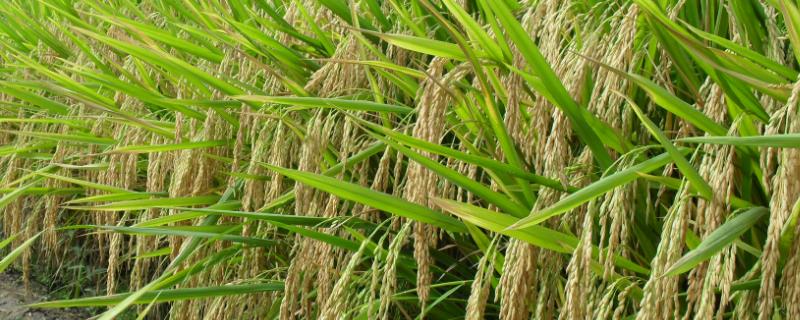 隆晶优5438水稻种子简介，籼型三系杂交一季稻品种
