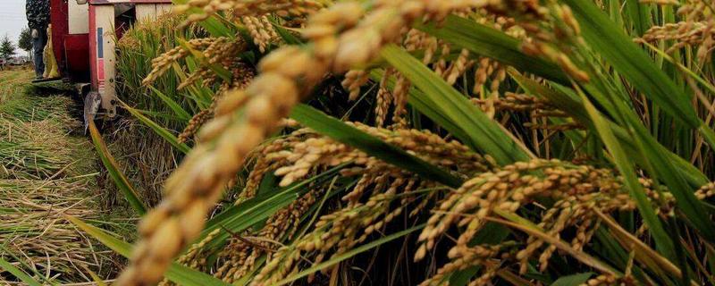 隆科丝苗13号水稻种子特点，湘北6月13-15日播种
