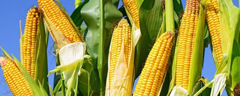 湘农玉27号玉米品种简介，每亩种植4000-4500株