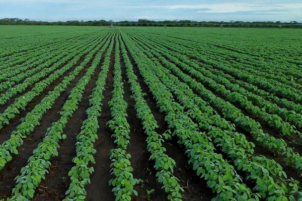 湘春2901大豆种子特点，亩种植密度1.67万株