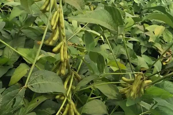 湘春2901大豆种子特点，亩种植密度1.67万株