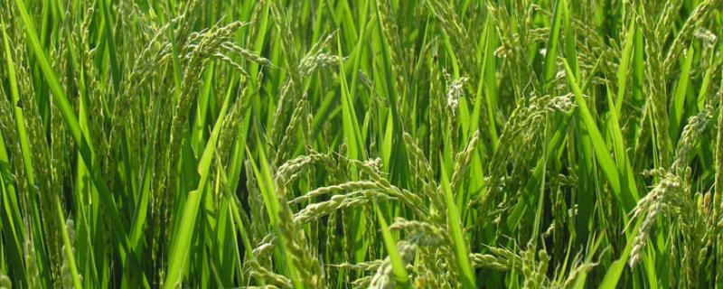 韵两优5438水稻种子特点，籼型两系杂交一季稻品种
