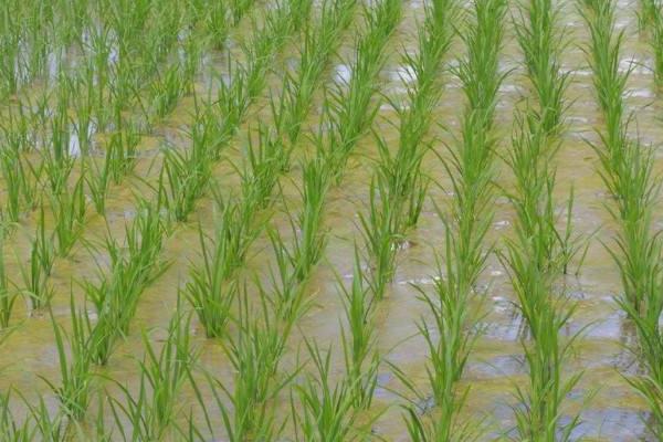 韶优766水稻种子特征特性，秧田亩播种量10千克