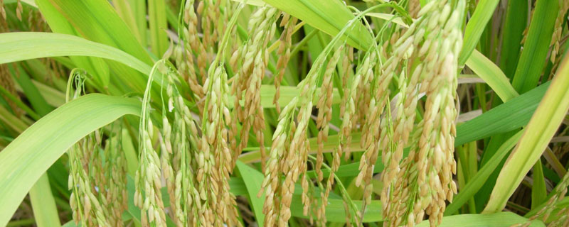 玖两优玉占水稻品种简介，籼型两系杂交晚稻中熟品种