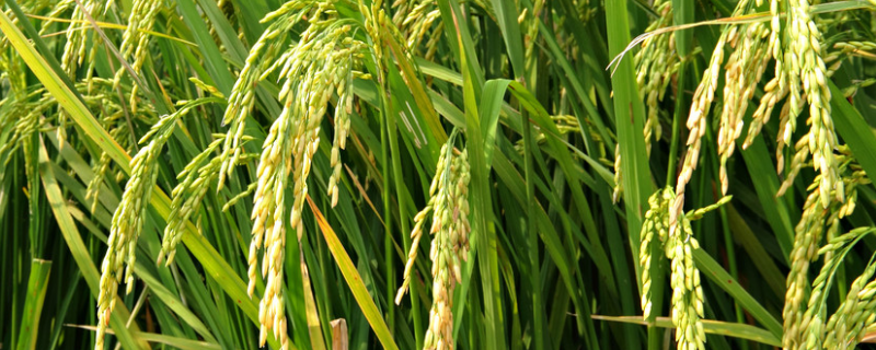 农香42水稻种子介绍，籼型常规晚稻迟熟品种