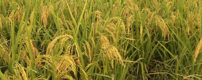 吨两优17水稻品种简介，秧田亩播种量8千克