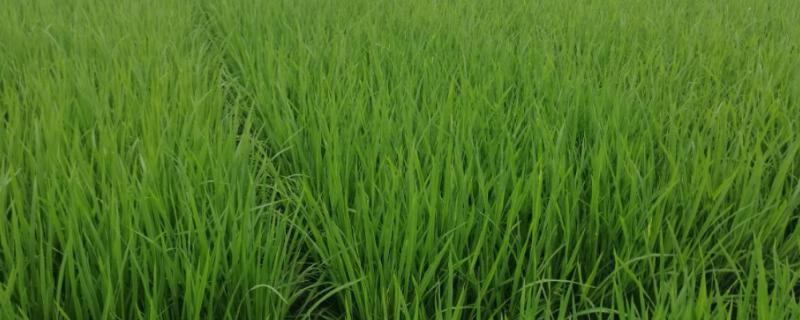 柒两优785水稻种子介绍，秧田亩播种量20千克