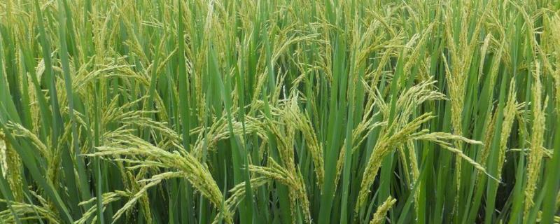 赞两优570水稻品种的特性，秧田亩播种量8-10千克