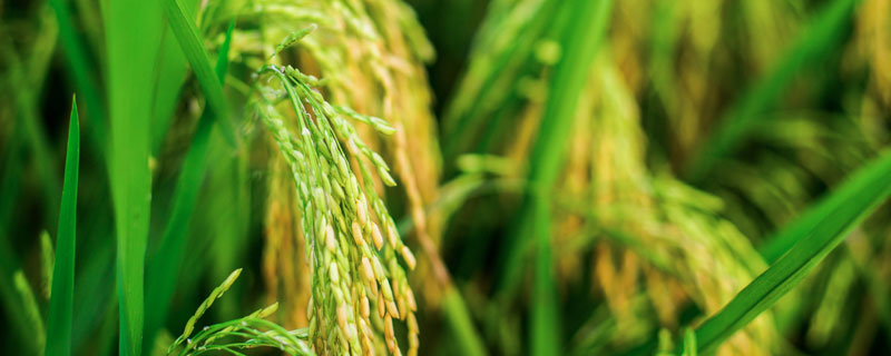 生两优273水稻种子特点，秧田亩播种量8-10千克