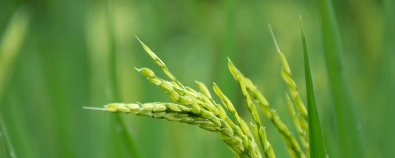 Y两优1378水稻种简介，晚造全生育期112～114天
