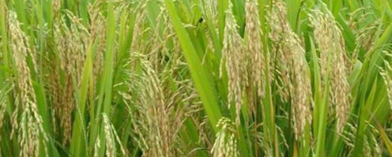 粤禾优736水稻品种的特性，高抗稻瘟病
