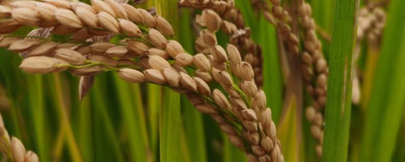 禾油占水稻品种的特性，晚造全生育期114～116天