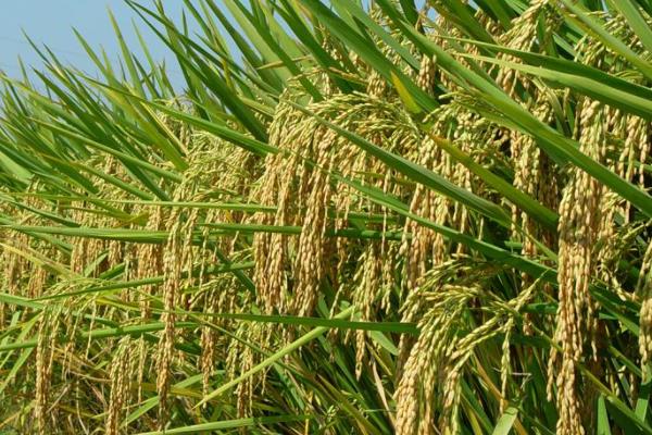 桂晶油占水稻种子特点，晚造全生育期115～116天