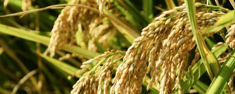 桂晶油占水稻种子特点，晚造全生育期115～116天