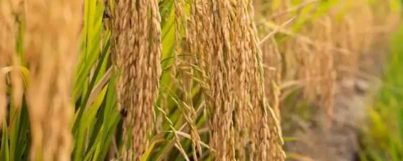 黄软华占水稻种子特征特性，注意防治稻瘟病