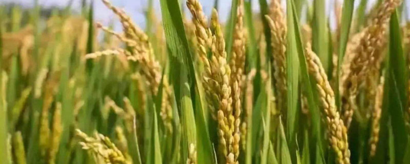 吉优563水稻种子特征特性，注意防治白叶枯病