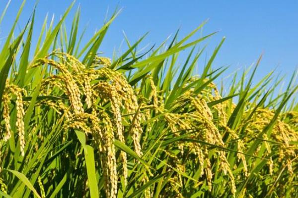 旺两优华7水稻种子特征特性，早造全生育期123～125天