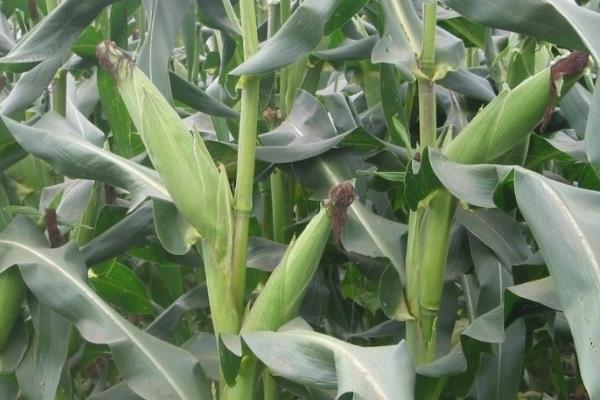 丰玉60玉米品种的特性，一次性播种全苗