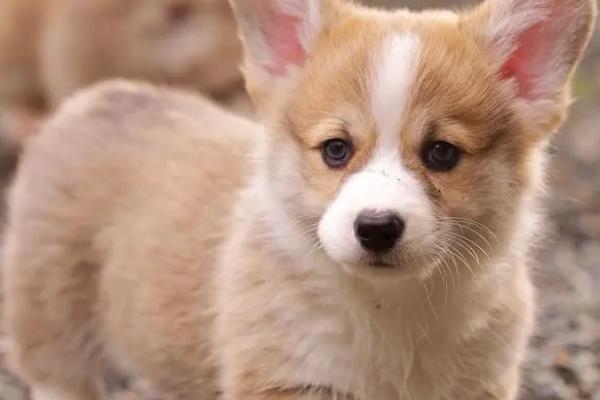 狗狗携带狂犬病毒能活多久，通常没有具体的时间