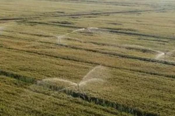 清明节期间小麦需要灌溉吗，清明期间尽可能不要给小麦灌溉