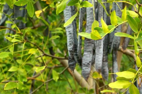 皂角的种植方法，种子需用机械方式损伤种皮