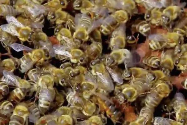 蜜蜂为什么听蜂王控制，其实蜂群中所有的决定都是由工蜂主导的
