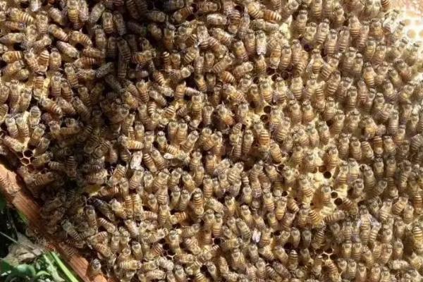 蜜蜂为什么听蜂王控制，其实蜂群中所有的决定都是由工蜂主导的
