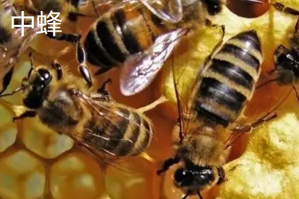 中蜂和意蜂的区别，繁殖能力、体型和颜色均不同