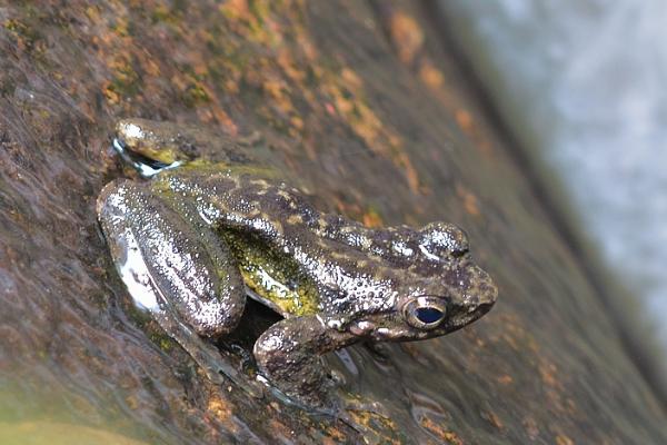 野生石蛙的分布，国外主要分布在越南北部