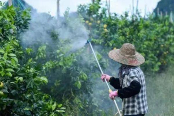 啶虫哒螨灵有什么特点，毒性低、根部渗透性良好