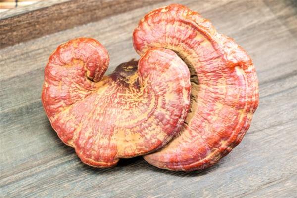 灵芝孢子粉的价格，一斤在380元以上