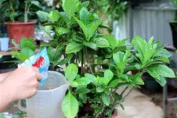 芙蓉花开放后如何处理，剪除残花和枯老枝可节省养分、避免发生病虫害