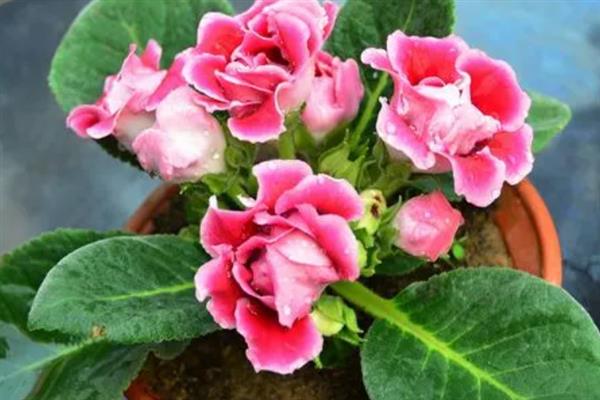 芙蓉花开放后如何处理，剪除残花和枯老枝可节省养分、避免发生病虫害
