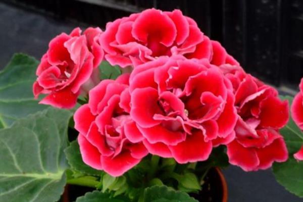 芙蓉花开放后如何处理，剪除残花和枯老枝可节省养分、避免发生病虫害