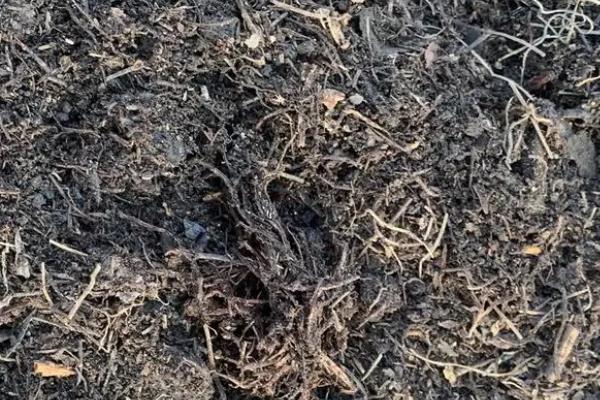如何在家种植石斛，把枝条插入土中并浇水覆土