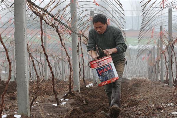 巨峰葡萄开裂如何处理，增加有机肥的用量可平衡养分需求