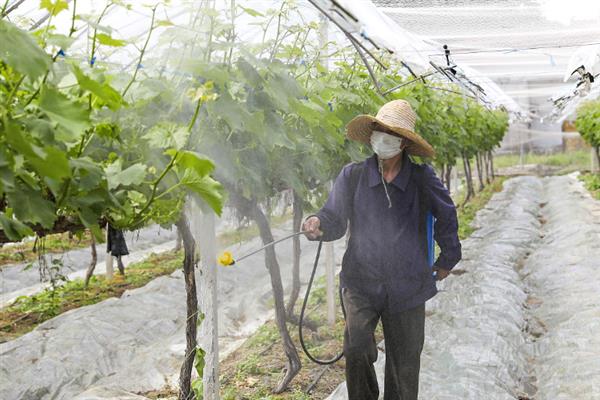 巨峰葡萄开裂如何处理，增加有机肥的用量可平衡养分需求