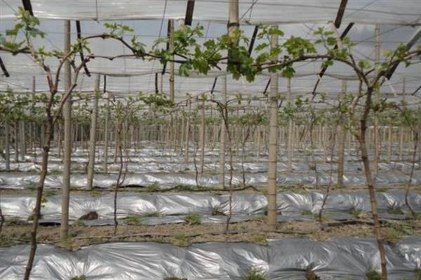 巨峰葡萄开裂如何处理，增加有机肥的用量可平衡养分需求