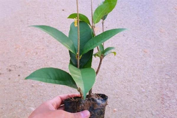 桂花怎么养护才可以更旺盛，每隔一周浇水1-2次