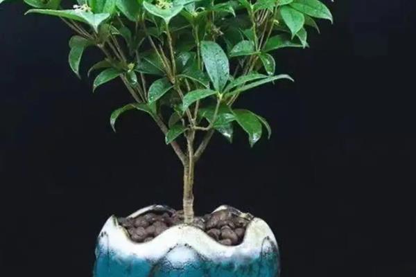 桂花怎么养护才可以更旺盛，每隔一周浇水1-2次