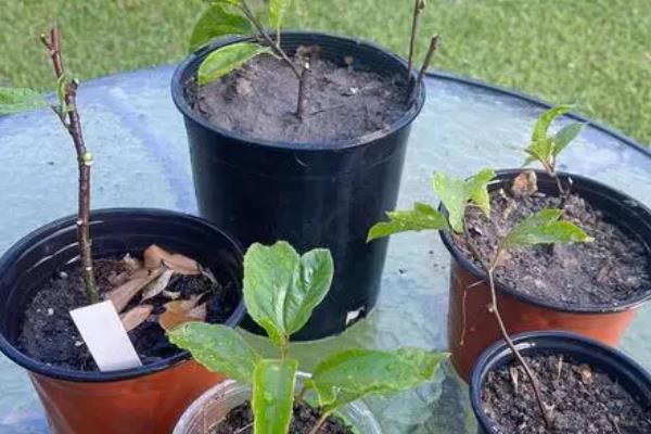 一碰香的养殖方法，从母株上剪取枝条再扦插至基质中