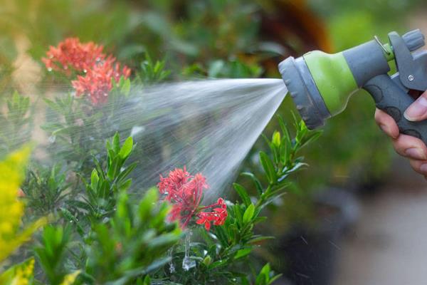 一碰香的养殖方法，从母株上剪取枝条再扦插至基质中