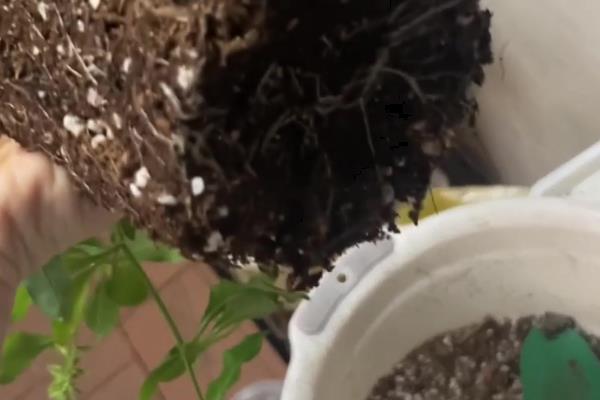 一碰香的养殖方法，从母株上剪取枝条再扦插至基质中