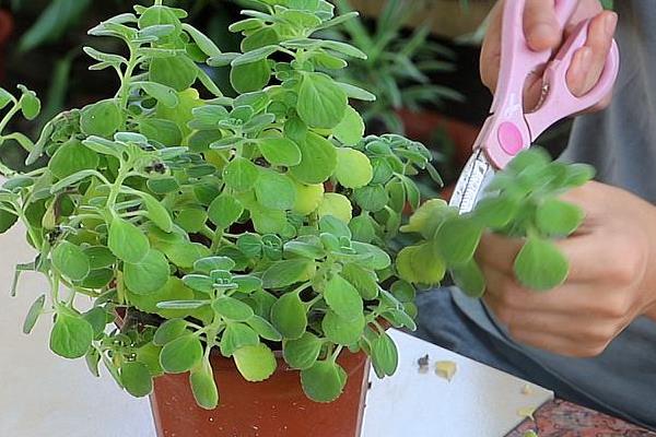 一碰香的养殖方法，从母株上剪取枝条再扦插至基质中